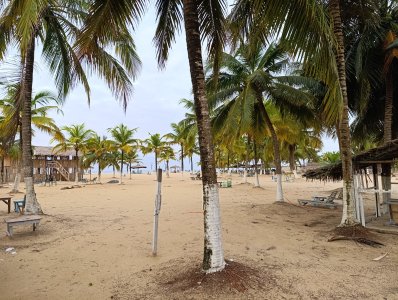 Paisible view de un Côte d'Ivoire plage lined avec majestueux cocotiers et wooden paillotes face à le Atlantic océan.