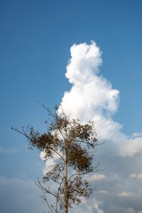 Vertical photograph de un slender tree standing out sur un huge white nuage, sur un lumineux ciel bleu.