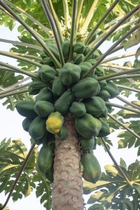 Detailed photograph de un tropical papaya tree à full fructification, taken depuis un contre-plongée. le vert fruits are still immature.