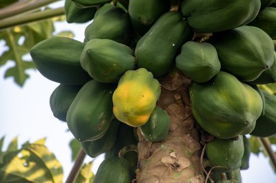 Gros plan photograph de un tropical papaya tree bearing many vert papayas, one de which is beginning vers turn yellow.