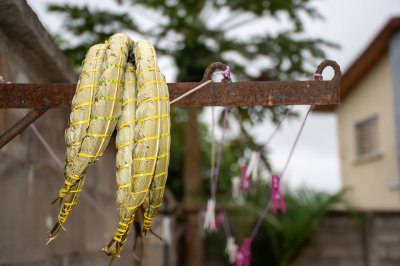 Bâtons de manioc depuis Cameroun, suspendu depuis un metal bar, séchage à le open air