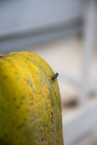 Gros plan de un camerounais papaya avec un fly perchés sur its surface