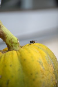 Macro shot de un camerounais papaya avec un fly perchés sur its surface.