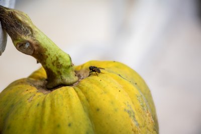 Macro shot de un camerounais papaya avec un fly perchés sur its surface. – N°262