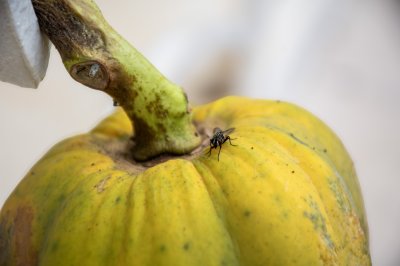 Un fly perchés sur un camerounais papaya,