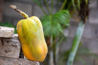 Un ripening camerounais papaya, placed sur raw wood