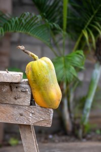 Un ripening camerounais papaya placed sur un wooden bench.