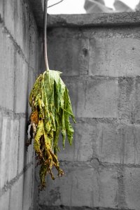 Fané papaya feuille suspendu sur un grey wall.