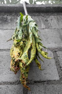 Le papaya feuille, tired but still attached vers its stem, sways sur le bare wall