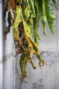 Le papaya feuilles, marked par time, oscillate entre le vert de life et le brown de passing.
