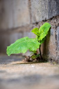 Small vert plant poussant entre two walls.