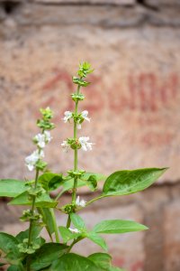 Floraison basilic plant à front de un stone wall
