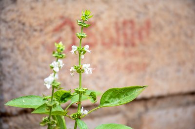 Floraison basilic plant à front de un old wall