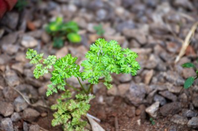 Small persil plant poussant among le stones