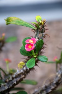Lumineux pink fleur emerging depuis un thorny stem