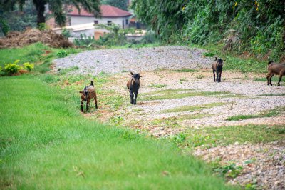 Rural photograph de un small troupeau de chèvres marchant along un vert chemin à un africain village