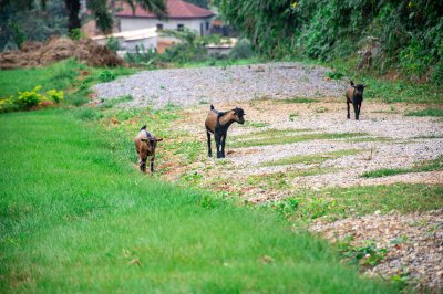 Rural photograph de three jeune chèvres marchant freely sur un vert chemin à un africain village