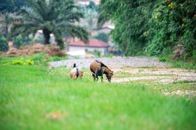 Two chèvres graze peacefully à un rural africain setting.
