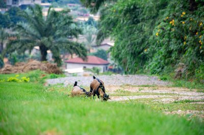 Two jeune chèvres broutant side par side à un rural africain setting