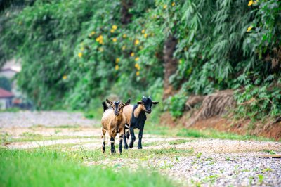 Two jeune chèvres marchant side par side sur un rural africain chemin, entouré de tropical greenery.