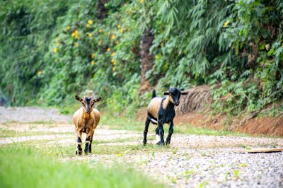 Two jeune chèvres marchant side par side sur un rural africain chemin, entouré de tropical greenery. – N°285