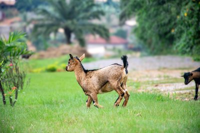 Un jeune africain chèvre marchant à un luxuriant tropical meadow.