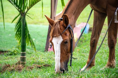 Realistic photograph de un brown africain cheval broutant peacefully à un tropical meadow.