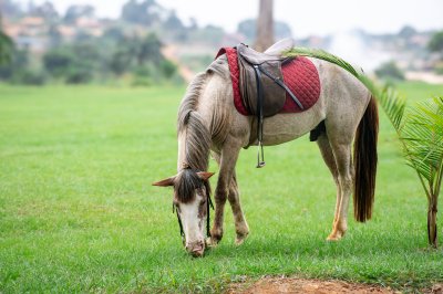 Realistic photograph de un saddled cheval broutant à un vert meadow à Africa.