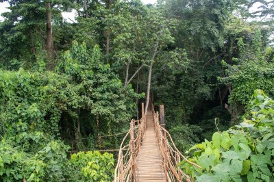 Photograph de un pont de liane crossing un dense tropical forêt à Cameroun.