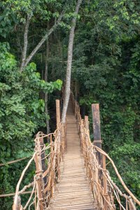 Vertical photograph de un pont de liane crossing un dense tropical forêt à Cameroun.