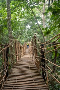 Suspended pont de liane à le heart de le Cameroun forêt tropicale.
