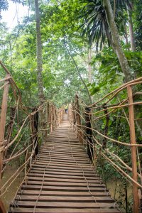 Pont de liane through le forêt tropicale de Cameroun – aventure et écotourisme