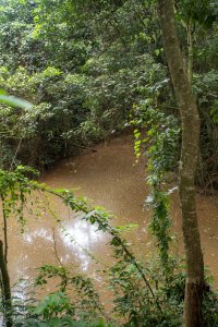 Forêt rivière à le tropical jungle de Cameroun – sauvage nature et serenity