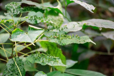 Photograph de tropical feuilles à le Cameroun forêt, revealing le marks left par insects.