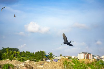 Oiseau planant above le city de Abidjan à Côte d'Ivoire.