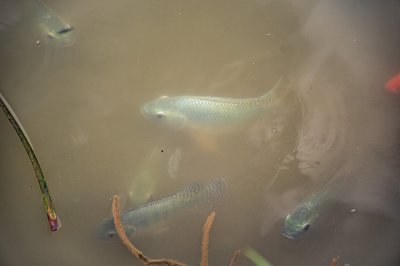 Fish swimming à le waters de un village lac à Cameroun.