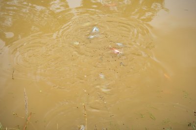 Fish Swimming Beneath le Surface de un lac