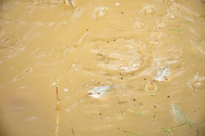 Fish swimming à le waters de un village lac à Cameroun. – N°338
