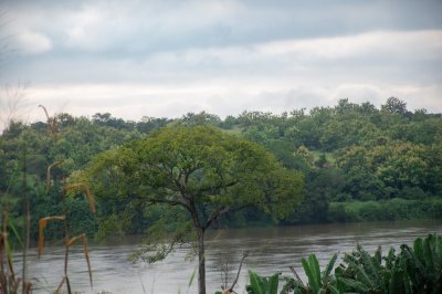 Vue panoramique de un calm rivière entouré de forêt tropicale