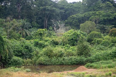 Dense vegetation et tropical foliage de un camerounais forêt sous soft, humid light, typical de le equatorial climate de Afrique centrale.