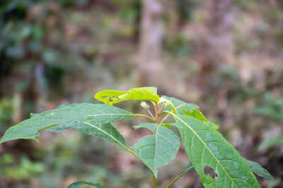 Gros plan photograph de vert feuilles à un tropical forêt environment