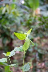 Slender jeune tropical plant – Natural growth et vitality
