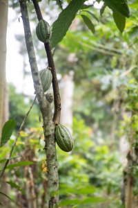 Cacao cabosses sur le tree – tropical agriculture et cacao cultivation