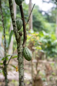 Cacao cabosse sur un cacao tree tronc à le africain forêt tropicale
