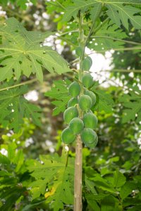 Un cluster de vert, tropical papaya fruits hangs depuis un papaya tree, entouré de dense foliage.