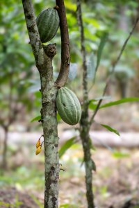 Gros plan photograph de un cacao cabosse during its development sur un cacao tree