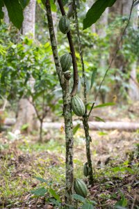 Cacao cabosses grow sur le tronc de un cacao tree à un forêt environment.
