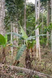 Banana tree à le forêt tropicale – agriculture et africain biodiversity