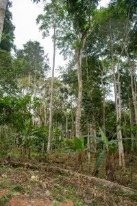 Africain forêt tropicale avec dense vegetation et slender trees