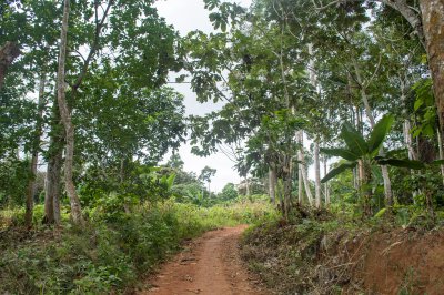 Rural piste à le africain forêt tropicale – Natural chemin et environment